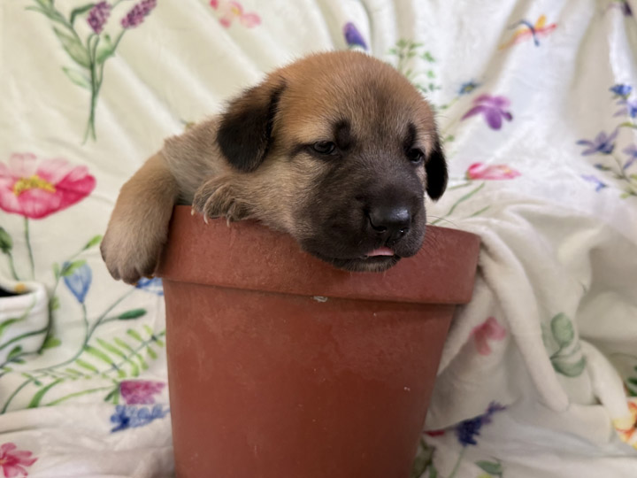 chinook puppy